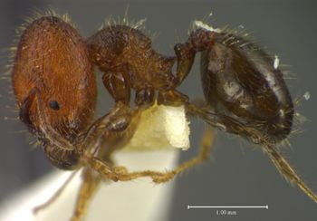 Media type: image;   Entomology 34368 Aspect: habitus lateral view